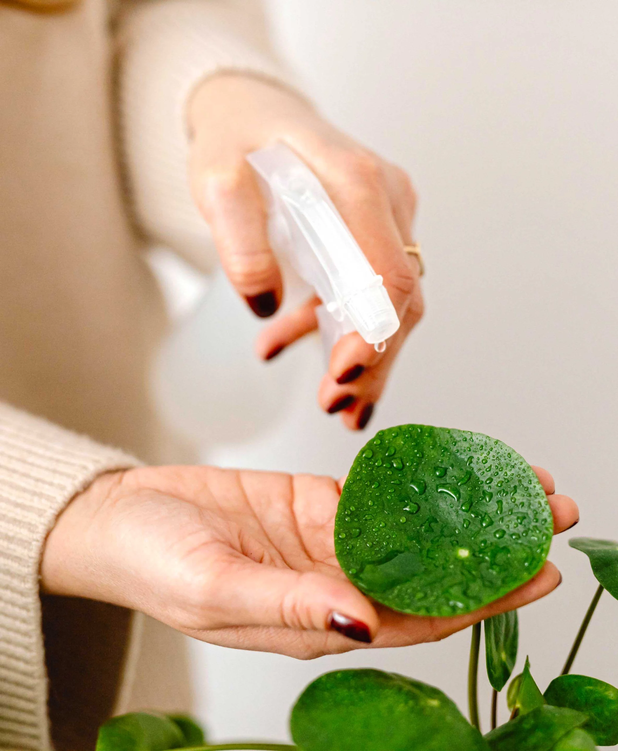 Spray water on the leaf surface