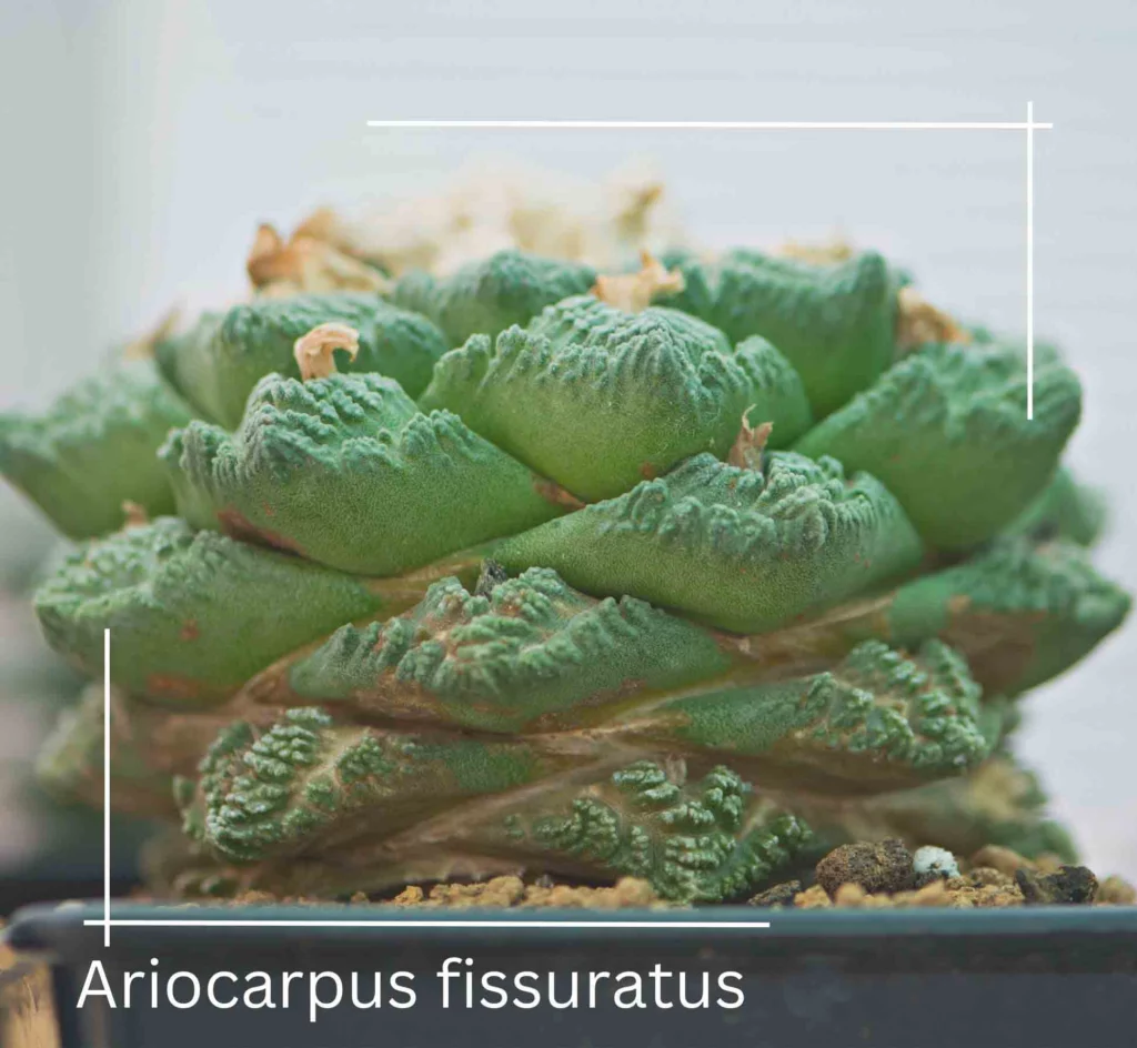 Ariocarpus fissuratus