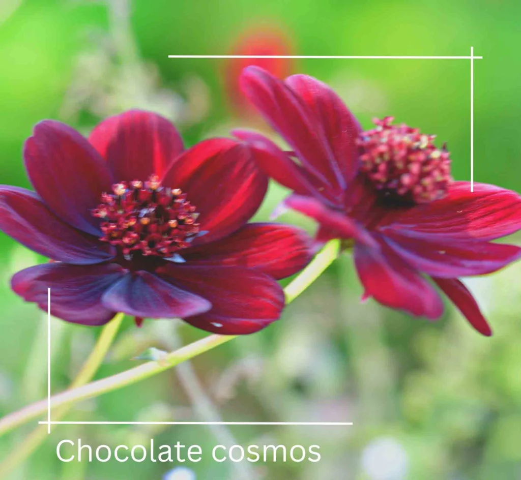 Chocolate cosmos