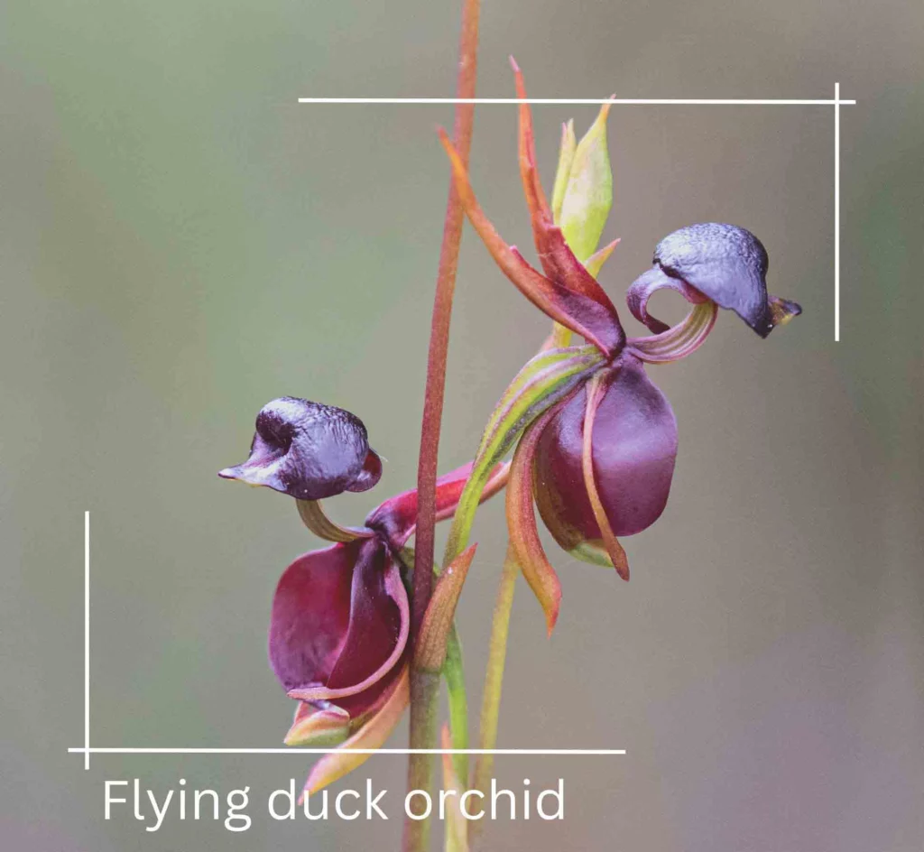Flying duck orchid