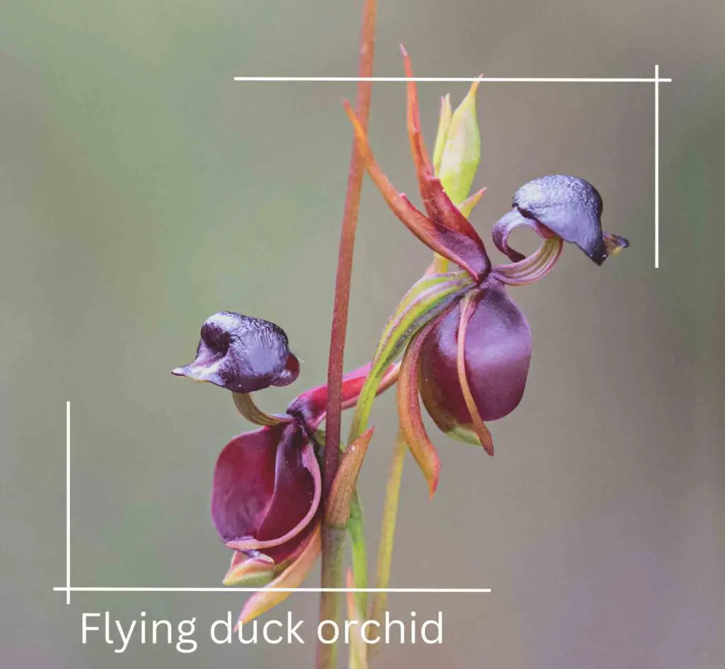 Flying duck orchid