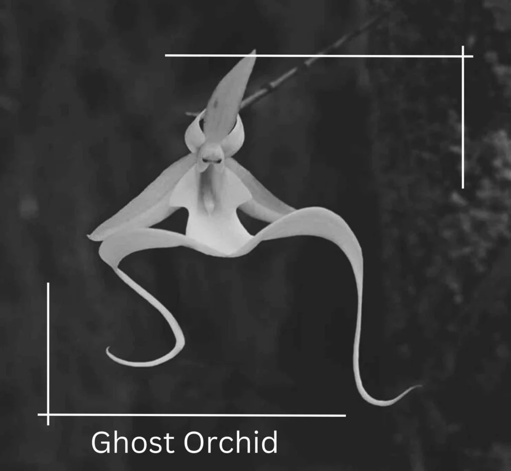 Ghost orchid