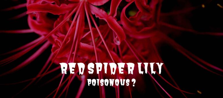 Is red spider lily poisonous to humans