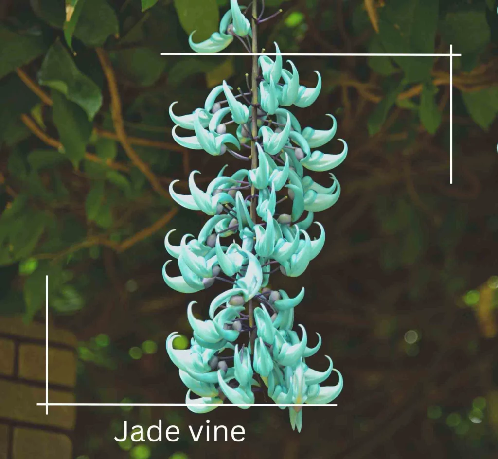 Jade vine