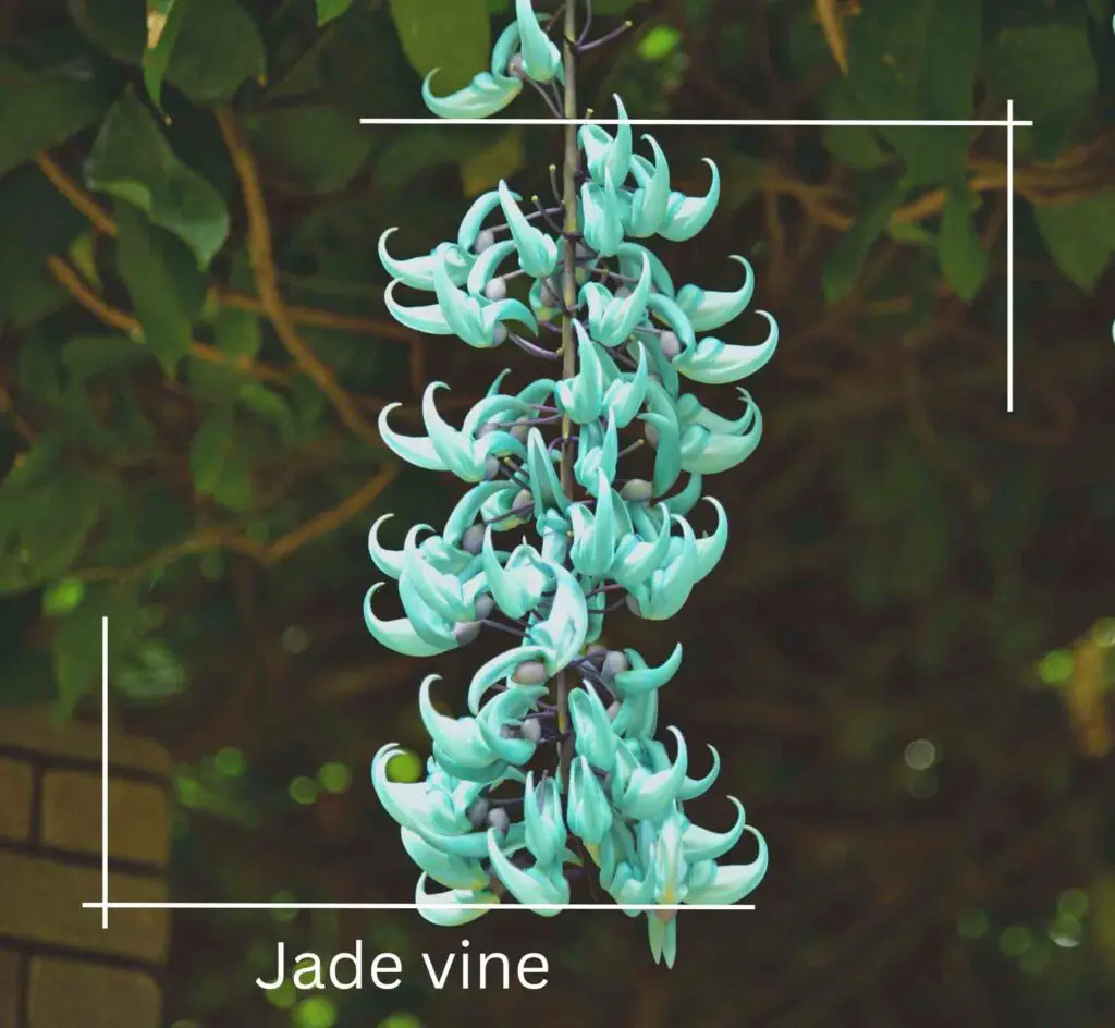 Jade vine