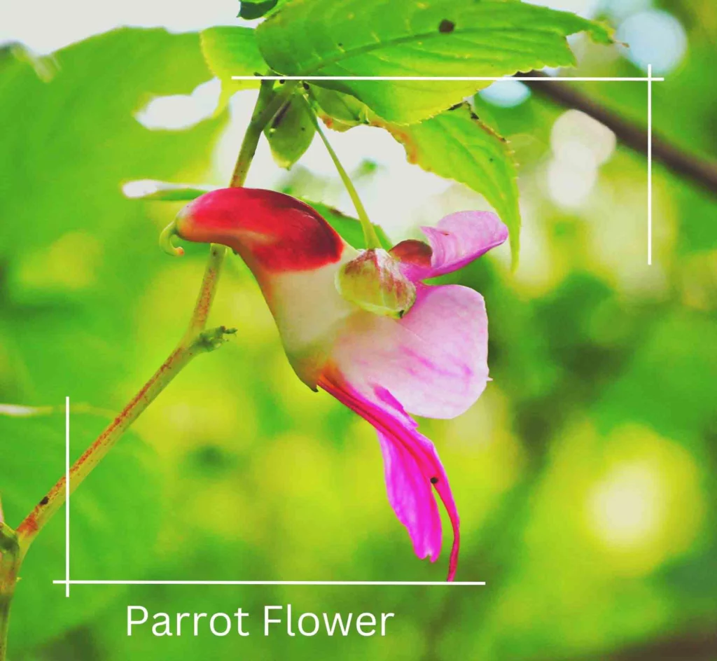 Parrot Flower