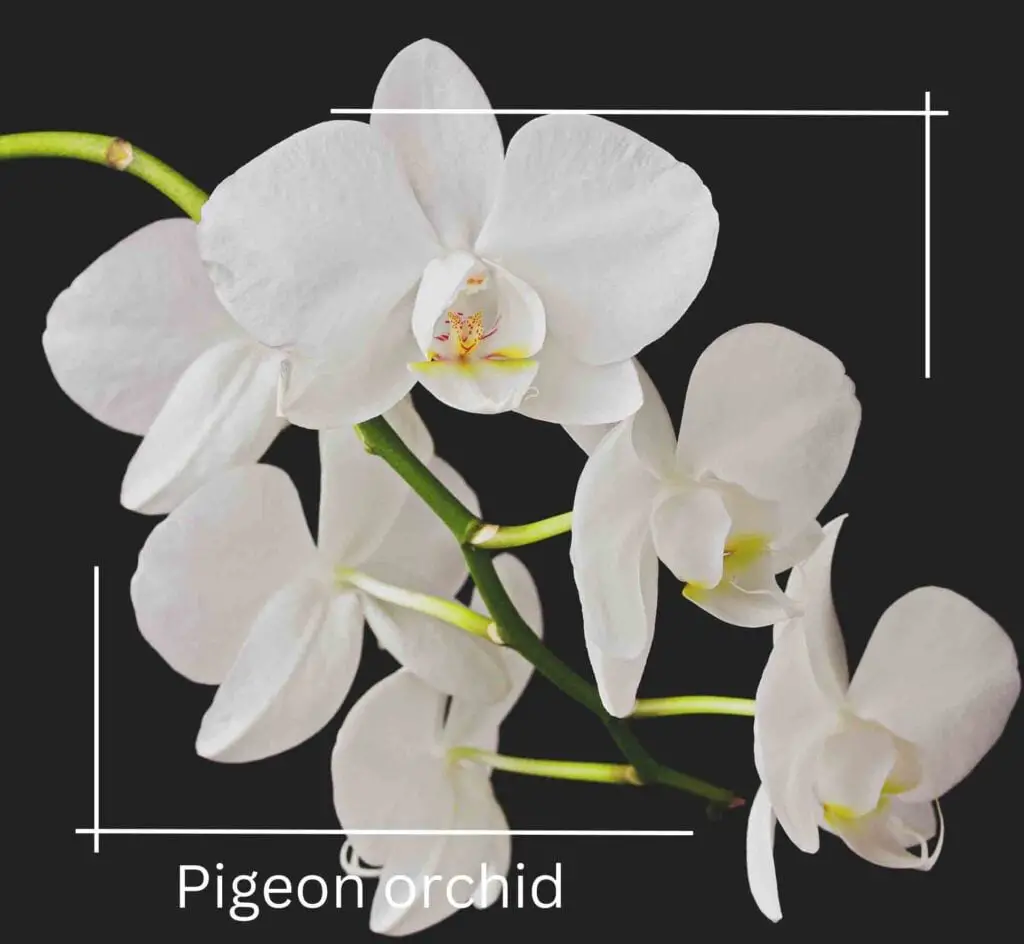 Pigeon orchid