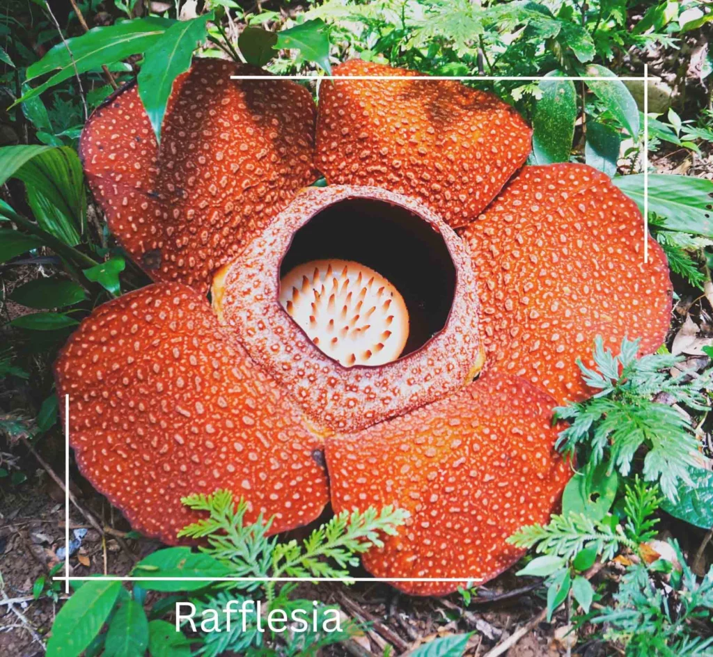 Rafflesia