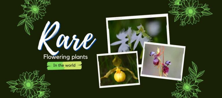 Rarest flowering plants in the world