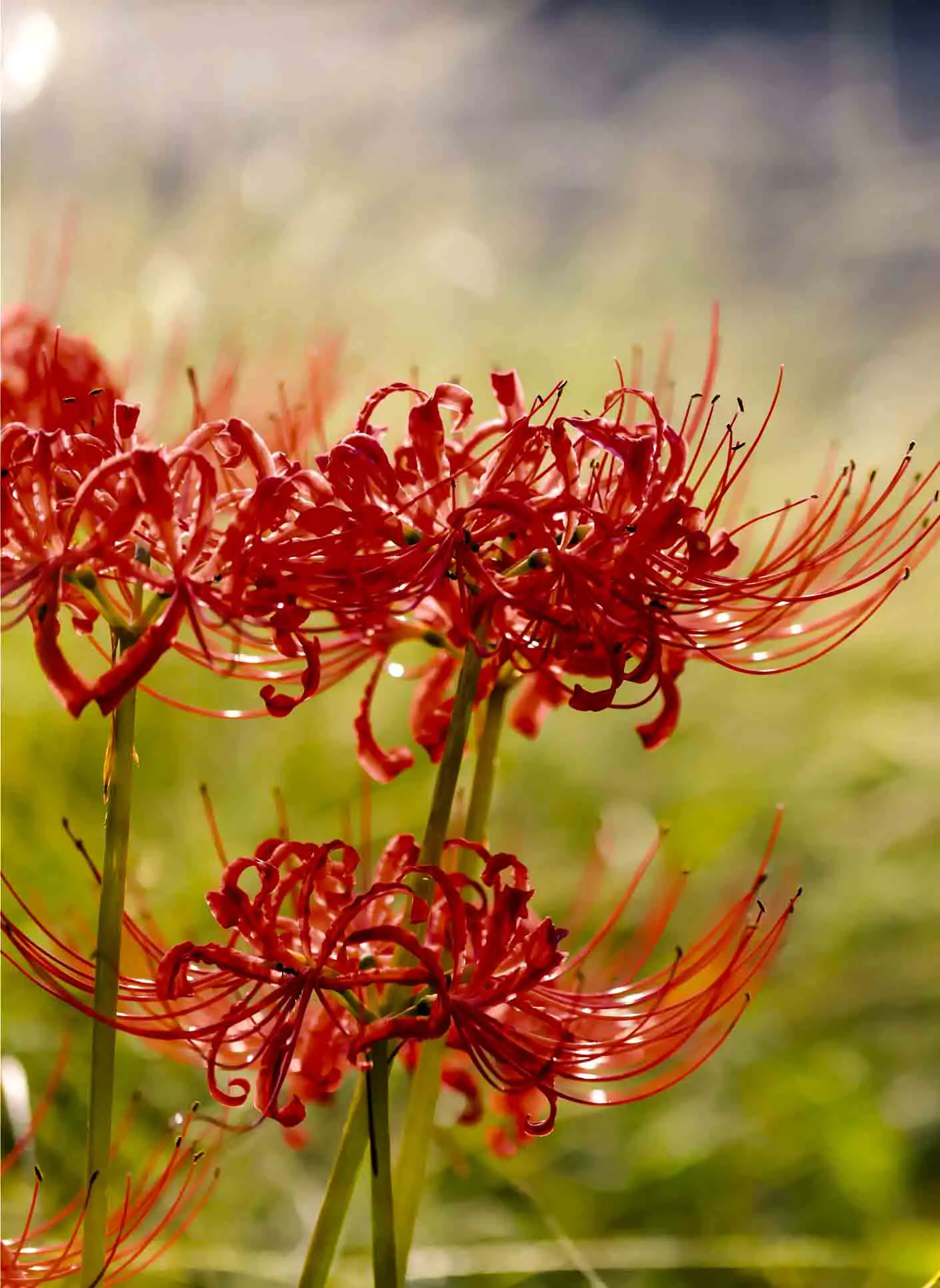Red spider lily flowers