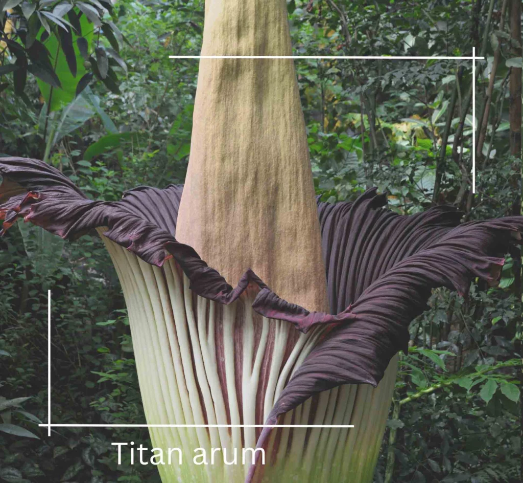 Titan arum