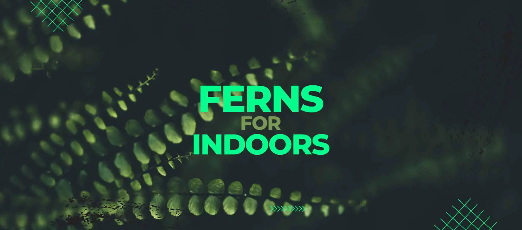 Types of best indoor ferns with pictures