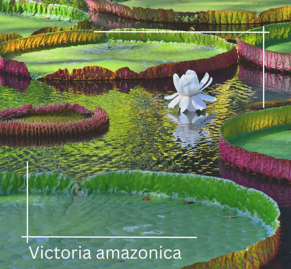 Victoria amazonica
