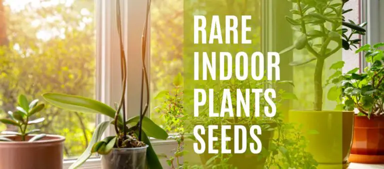 Where can you find seeds for rare indoor plants