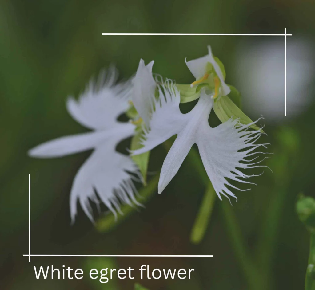 White egret flower