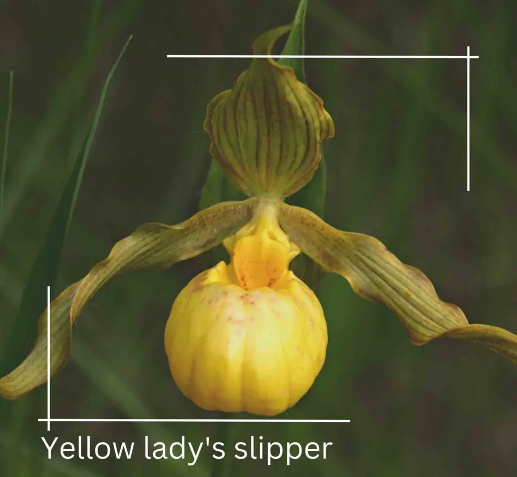 Yellow lady's slipper