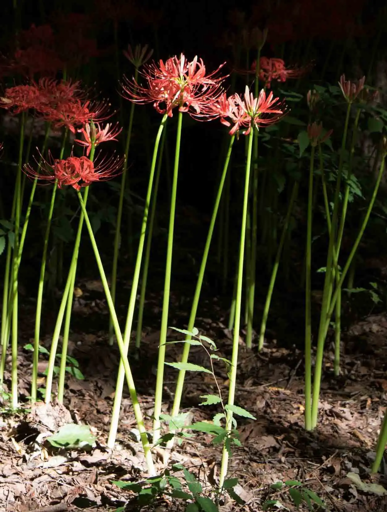 Growing red spider lily indoors