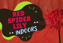 Guide to growing red spider lily indoors