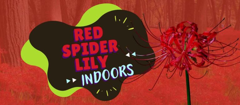 Guide to growing red spider lily indoors