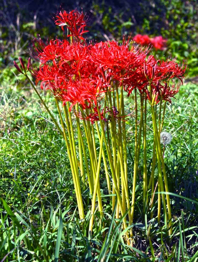 Red spider lilies without leaves
