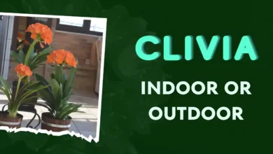 Is clivia an indoor or outdoor plant