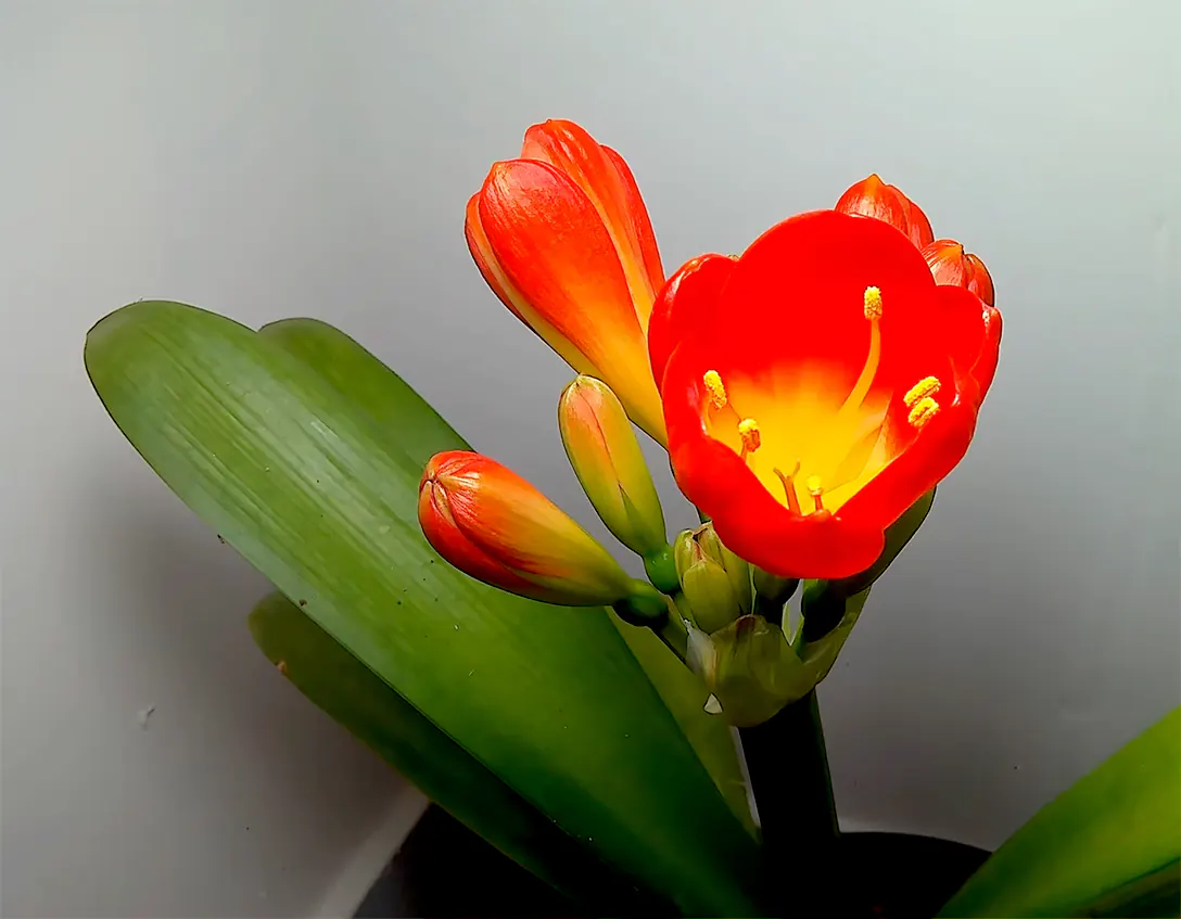 Clivia flower