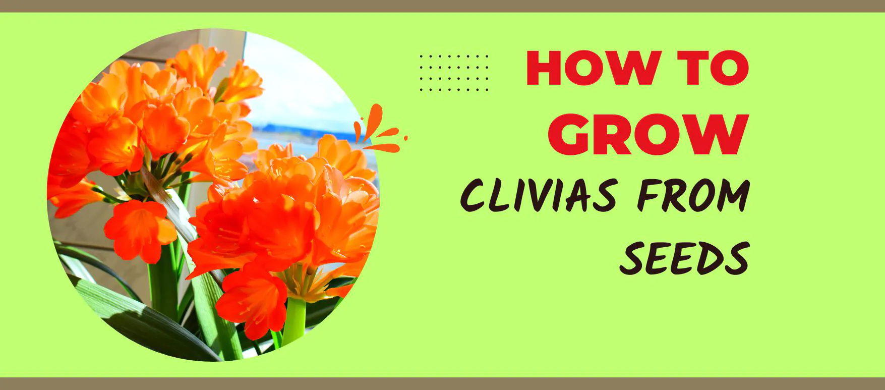 How to grow clivias from seed