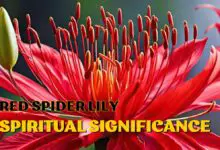 Red spider lily spiritual meaning