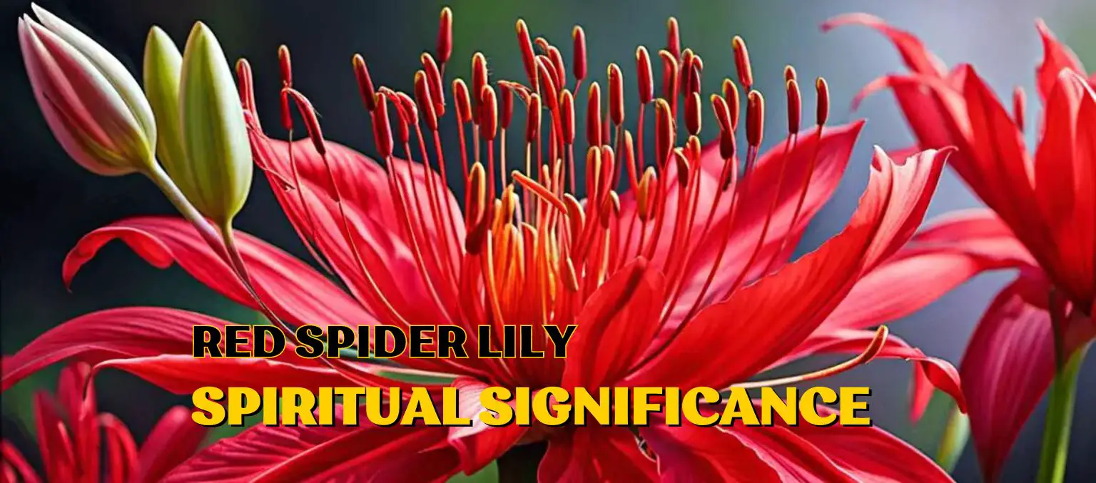 Red spider lily spiritual meaning