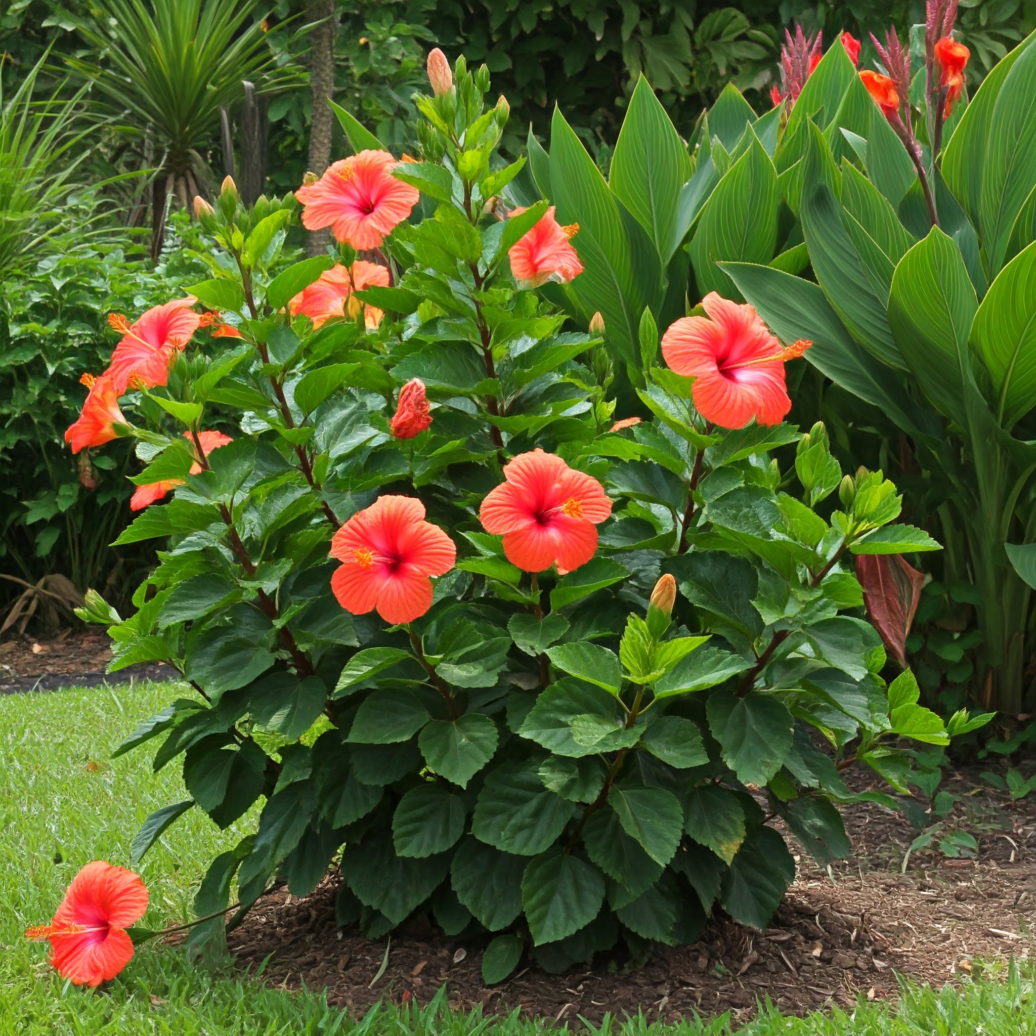 A close-up shot of a thriving hibiscus plant