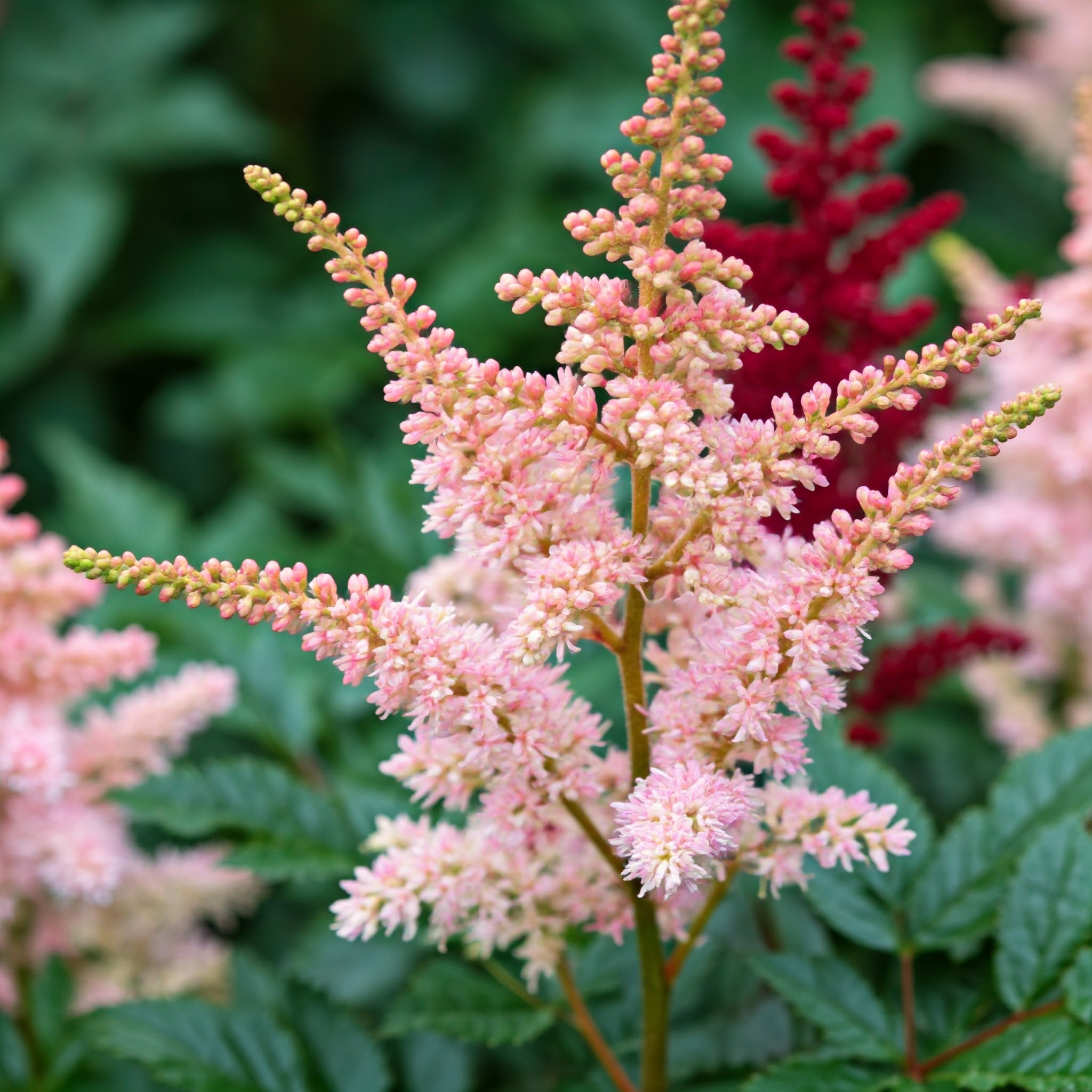 Astilbe (Astilbe)