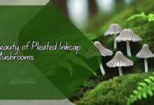 Beauty of Pleated Inkcap Mushrooms