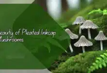 Beauty of Pleated Inkcap Mushrooms