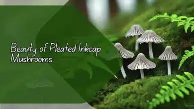 Beauty of Pleated Inkcap Mushrooms