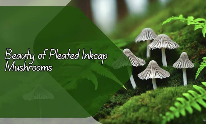 Beauty of Pleated Inkcap Mushrooms