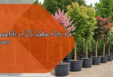 Benefits of 25 Gallon Pots for Trees