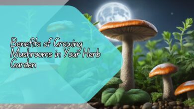 Benefits of Growing Mushrooms in Your Herb Garden