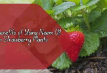 Benefits of Using Neem Oil on Strawberry Plants