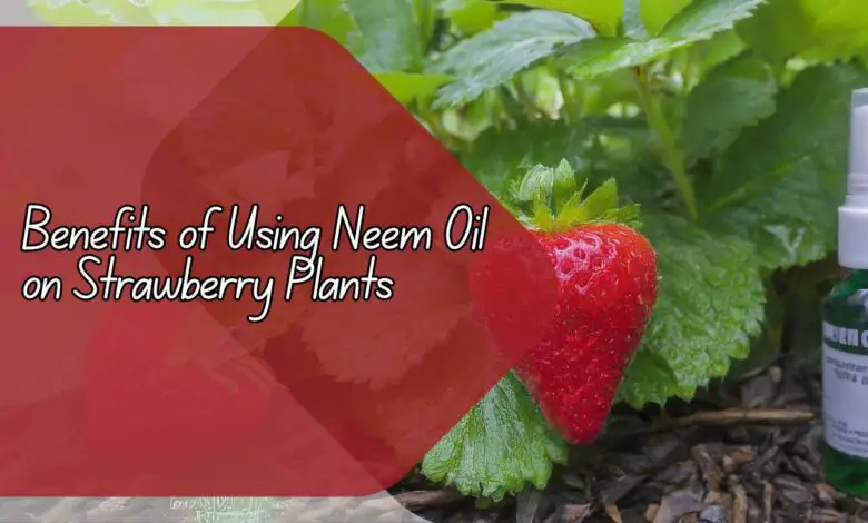 Benefits of Using Neem Oil on Strawberry Plants