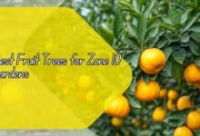 Best Fruit Trees for Zone 10 Gardens