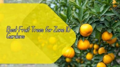 Best Fruit Trees for Zone 10 Gardens