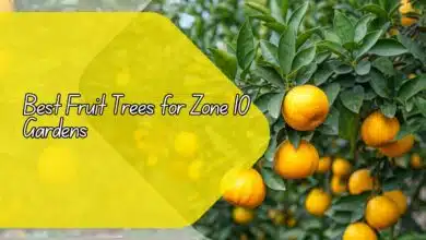 Best Fruit Trees for Zone 10 Gardens