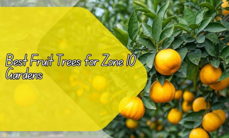 Best Fruit Trees for Zone 10 Gardens