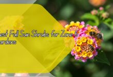 Best Full Sun Shrubs for Zone 6 Gardens