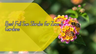 Best Full Sun Shrubs for Zone 6 Gardens