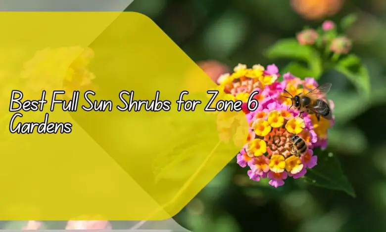 Best Full Sun Shrubs for Zone 6 Gardens