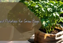 Best Potatoes for Grow Bags