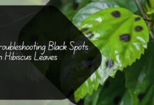 Black Spots on Hibiscus Leaves