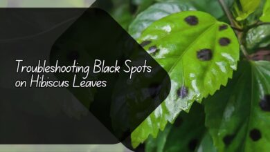 Black Spots on Hibiscus Leaves