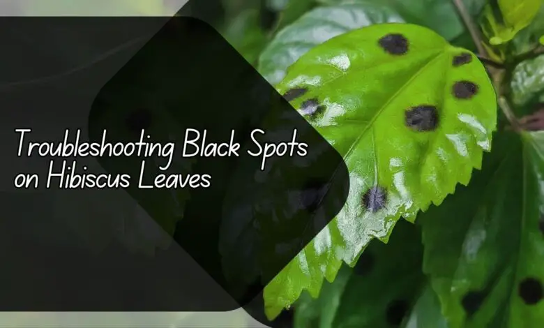 Black Spots on Hibiscus Leaves